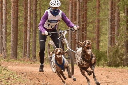 Mushing-im-Wald-Dogscooter-2-hunde