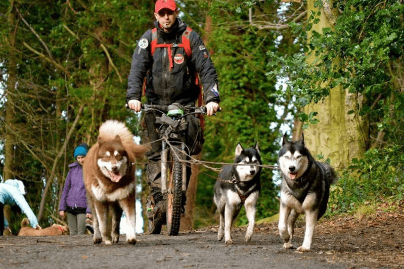 Mushing mit 3 Hunden-Dogscooter-Gravity